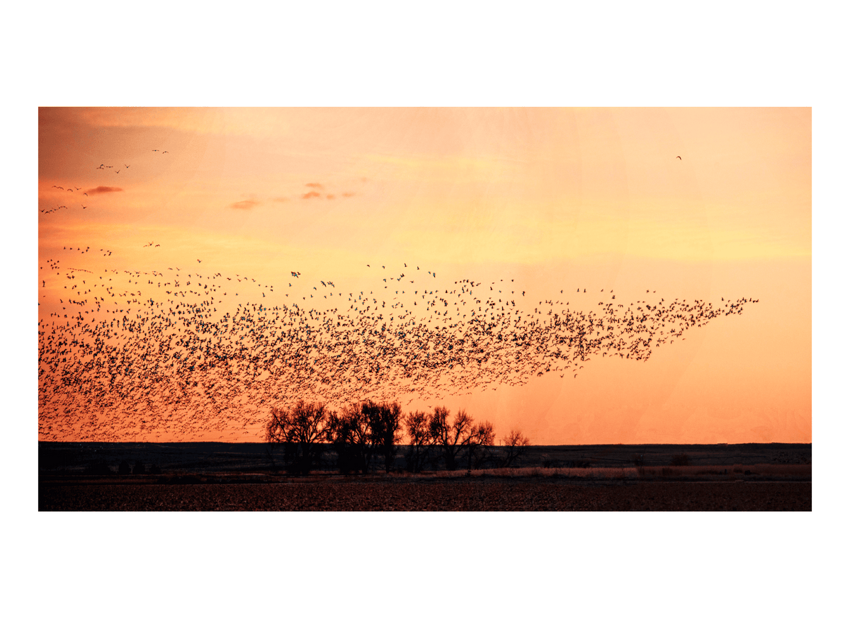 Sandhill Crane Migration